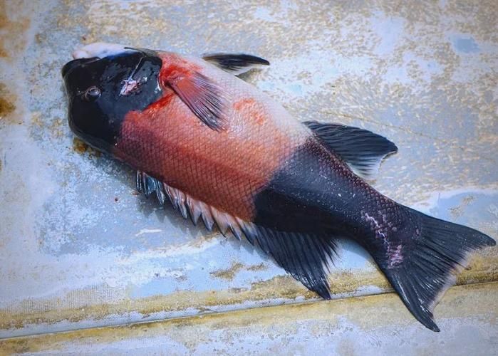 金魚爛尾巴潰爛圖片