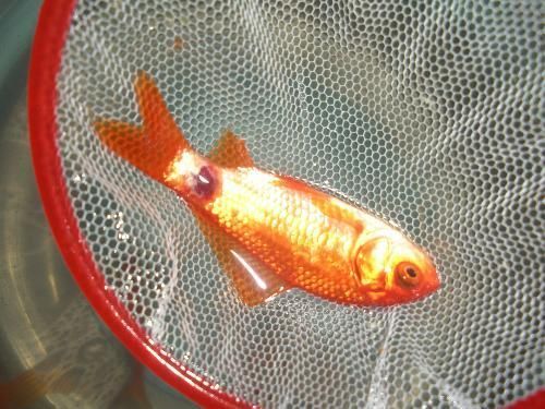 金魚爛尾巴潰爛圖片