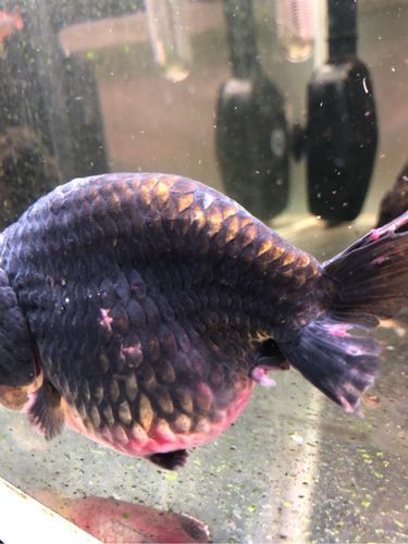 金魚爛尾巴潰爛圖片