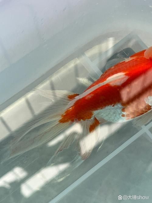 金魚爛尾巴潰爛圖片