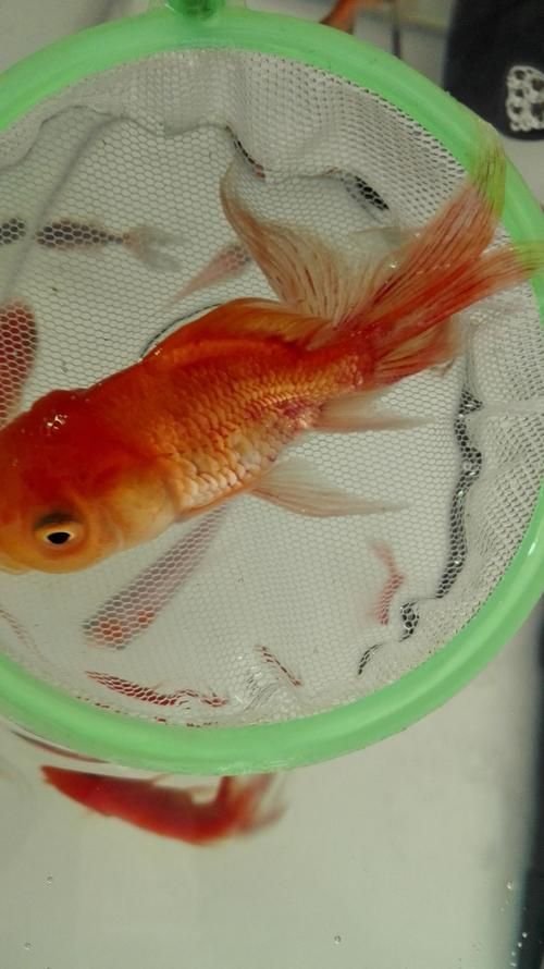 金魚爛尾巴潰爛圖片
