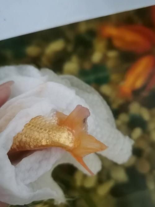 金魚爛尾巴潰爛圖片