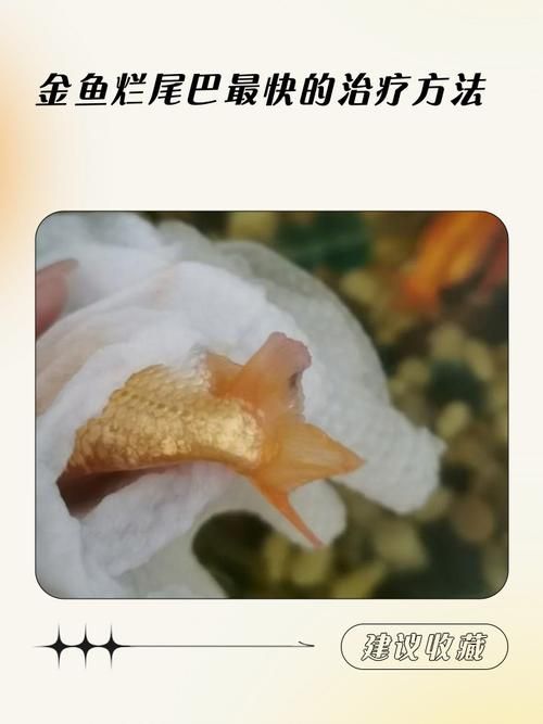 金魚爛尾巴潰爛圖片