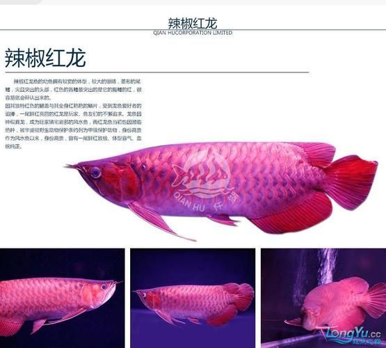 如何辨別仟湖和祥龍魚場的龍魚？，仟湖與祥龍魚場龍魚鑒別指南（仟湖與祥龍魚場龍魚場龍魚場）