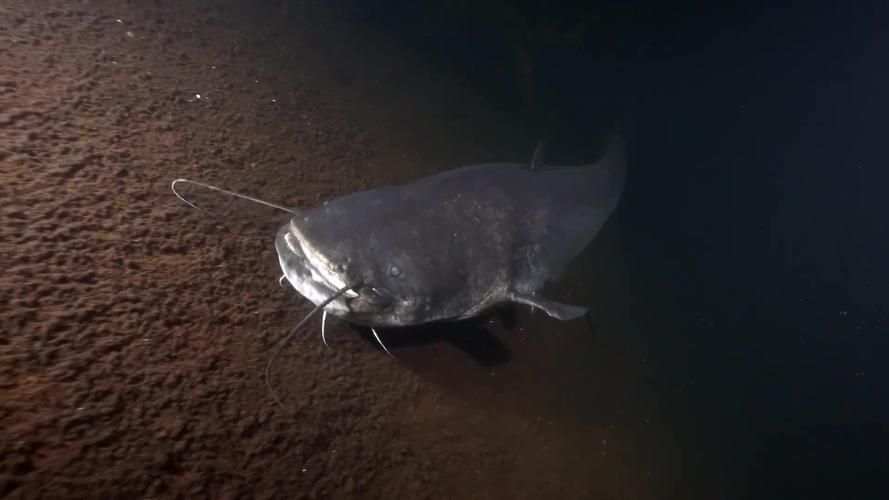 有沒有免費的高清年魚圖片，免費的高清年魚圖片資源清單，免費的高清年魚圖片推薦