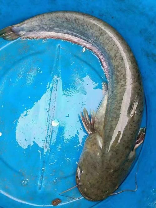 有沒有免費的高清年魚圖片，免費的高清年魚圖片資源清單，免費的高清年魚圖片推薦