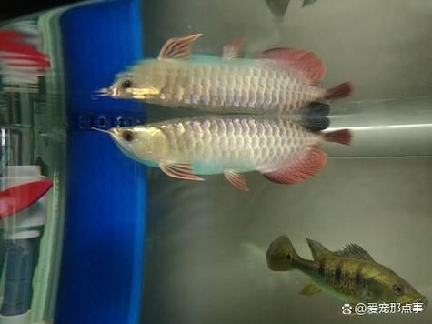 龍魚嘴發白后還能活多久？，龍魚嘴發白后多久會恢復健康