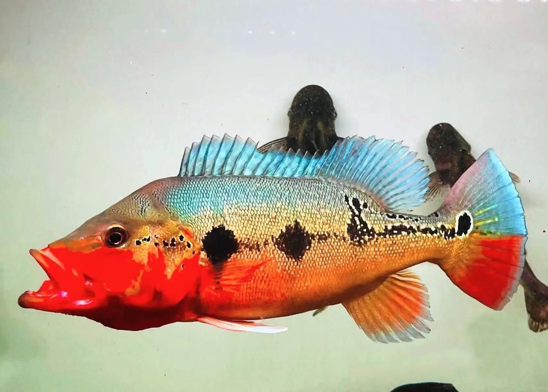 藍帆三間魚與祥龍魚場有何關聯？，藍帆三間魚與祥龍魚場
