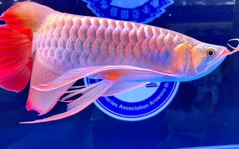 招財龍魚圖片的最佳拍攝角度，招財龍魚圖片有哪些風水寓意