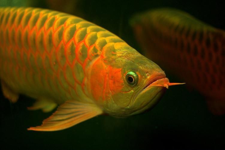 招財龍魚圖片的最佳拍攝角度，招財龍魚圖片有哪些風水寓意