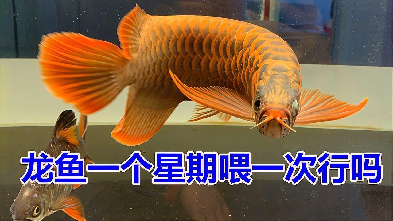 龍魚的最佳投喂頻率是多少？，龍魚投喂頻率與水溫的關系