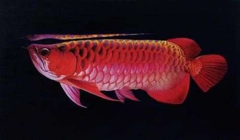 文縣龍魚的市場價格是多少？，文縣龍魚價格對照表