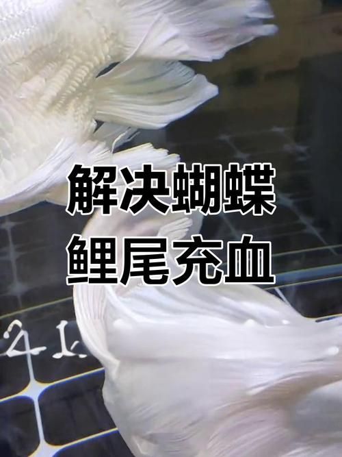 如何預防魚尾鰭充血，arxiv論文助手（arxiv論文助手（arxiv論文助手）