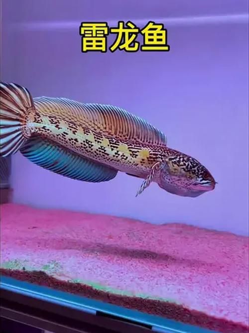 彩虹雷龍魚有哪些品種，彩虹雷龍魚哪個品種最受歡迎