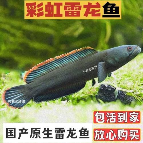 彩虹雷龍魚有哪些品種，彩虹雷龍魚哪個品種最受歡迎