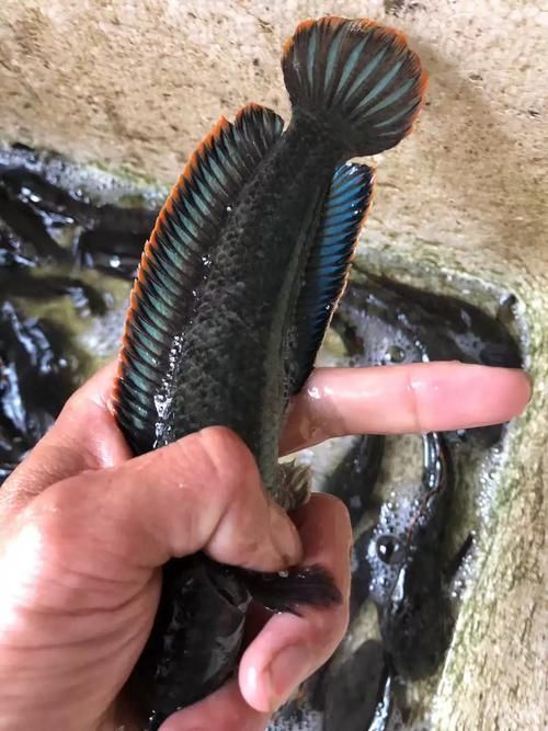 彩虹雷龍魚有哪些品種，彩虹雷龍魚哪個品種最受歡迎