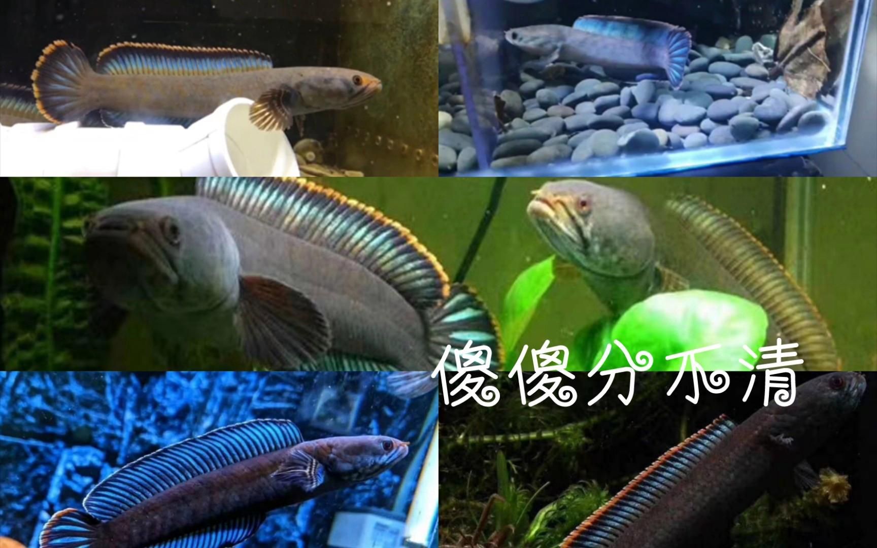 彩虹雷龍魚有哪些品種，彩虹雷龍魚哪個品種最受歡迎