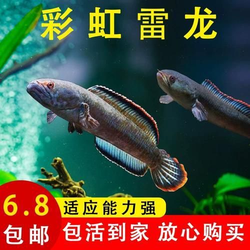 彩虹雷龍魚有哪些品種，彩虹雷龍魚哪個品種最受歡迎