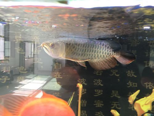 金頭龍魚有哪些品相標準，如何判斷一條金頭龍魚是否達標