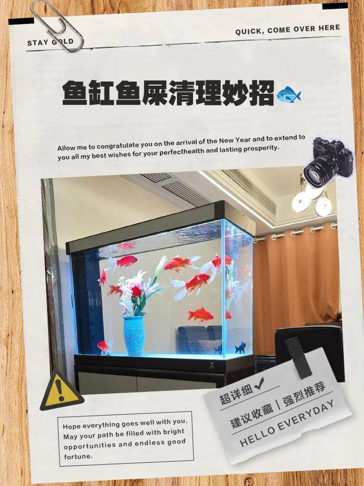 龍魚糞便多久能清理一次，鸚鵡學舌小話癆,魚缸魚糞便清理妙招分享?