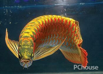 龍魚拒食后如何判斷是否健康？，如何判斷龍魚是否健康