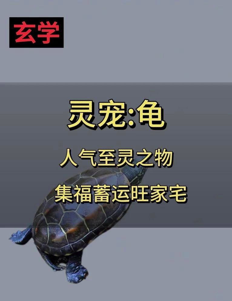 如何挑選鎮(zhèn)宅龜，如何挑選一只鎮(zhèn)宅龜？