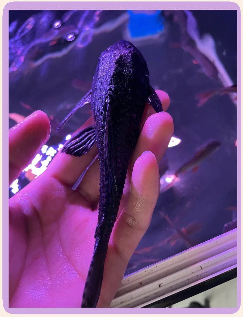 有哪些清潔生物適合淡水水族箱，十大魚(yú)缸清潔小能手，輕松打造清澈水族箱