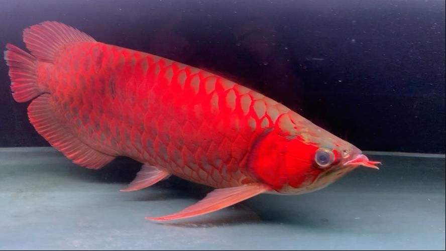 大湖紅龍和印尼紅龍的價格差異大嗎，大湖紅龍和印尼紅龍哪個更有收藏價值