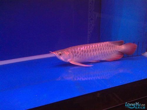 龍魚趴缸最怕三個東西圖片，龍魚趴缸怎么辦？