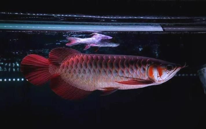 龍魚趴缸最怕三個東西圖片，龍魚趴缸怎么辦？