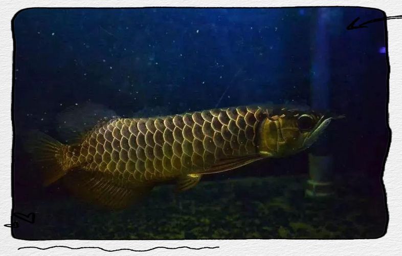 龍魚趴缸最怕三個東西圖片，龍魚趴缸怎么辦？