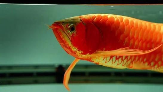 給我一些賽級龍魚的品種介紹，賽級龍魚價格揭秘