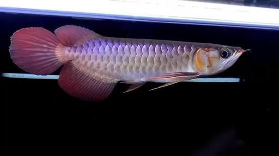 給我一些賽級龍魚的品種介紹，賽級龍魚價格揭秘