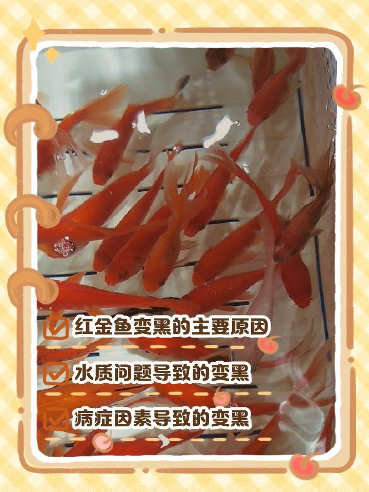 如何判斷魚背發黑是否嚴重，魚背發黑是否嚴重