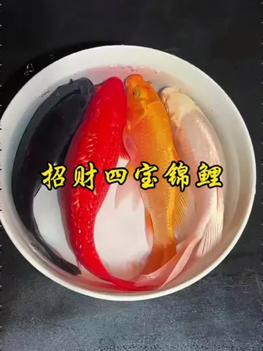 魚缸中放什么魚最招財？，養哪些魚最旺財