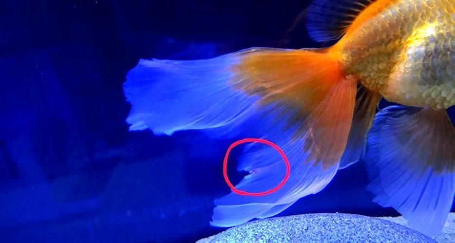 提供幾張魚(yú)爛鰭爛尾的圖片，關(guān)于魚(yú)爛鰭爛尾的觀察與分析