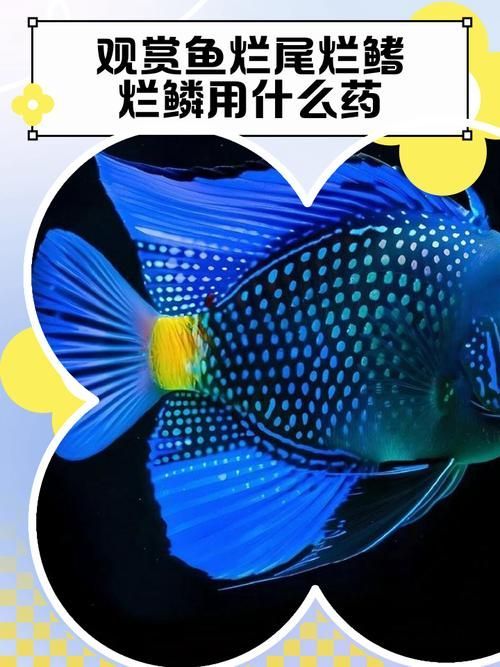 提供幾張魚(yú)爛鰭爛尾的圖片，關(guān)于魚(yú)爛鰭爛尾的觀察與分析