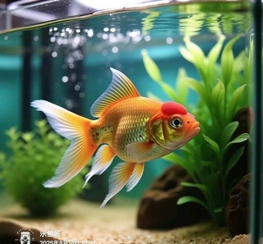 提供幾張魚(yú)爛鰭爛尾的圖片，關(guān)于魚(yú)爛鰭爛尾的觀察與分析