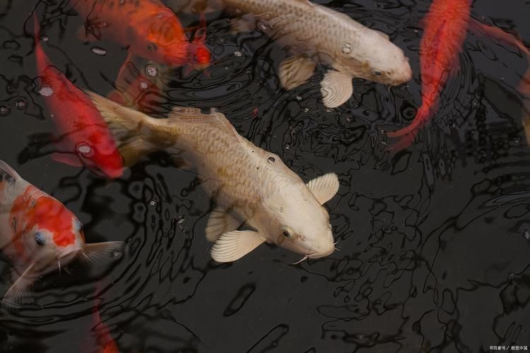 提供幾張魚(yú)爛鰭爛尾的圖片，關(guān)于魚(yú)爛鰭爛尾的觀察與分析