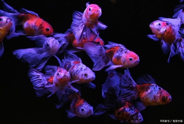提供幾張魚(yú)爛鰭爛尾的圖片，關(guān)于魚(yú)爛鰭爛尾的觀察與分析