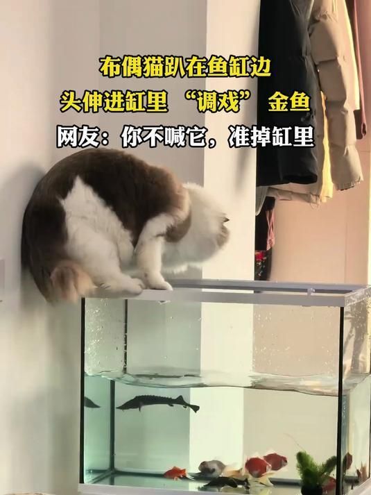 如何判斷貓是否對魚缸感興趣，如何判斷貓咪是否對魚缸感興趣