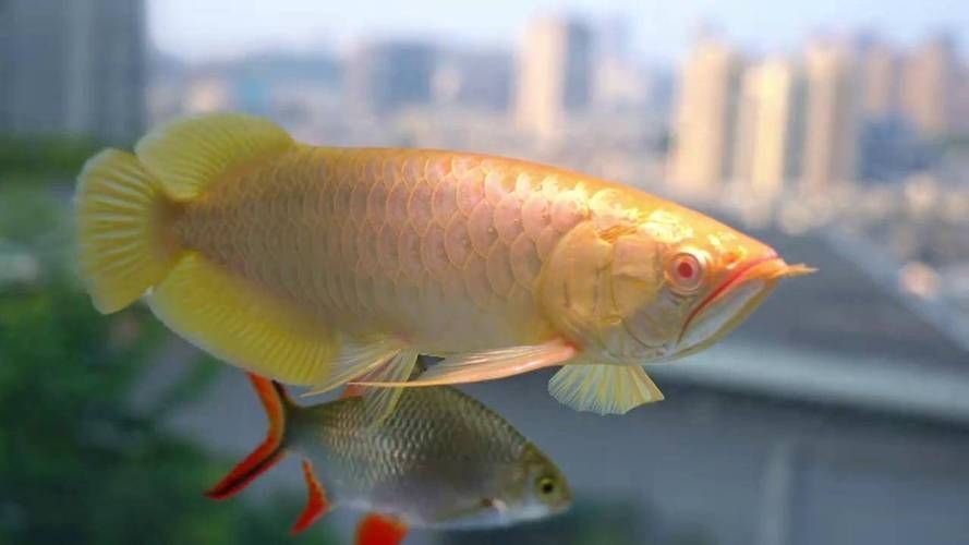白化龍魚和白子龍魚哪個(gè)更有價(jià)值？，白化與白子龍魚的鑒別指南