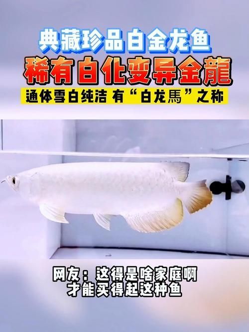 白化龍魚和白子龍魚哪個(gè)更有價(jià)值？，白化與白子龍魚的鑒別指南