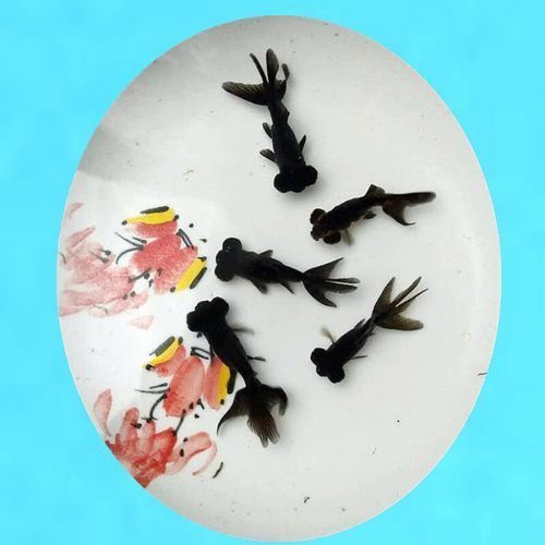 黑龍睛金魚的價(jià)格是多少，黑龍睛金魚的繁殖技巧如何辨別黑龍睛金魚的品相
