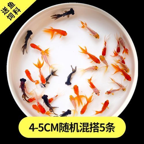 黑龍睛金魚的價(jià)格是多少，黑龍睛金魚的繁殖技巧如何辨別黑龍睛金魚的品相