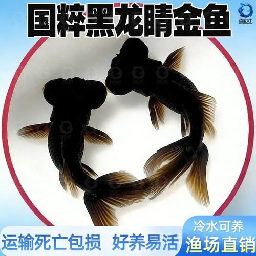 黑龍睛金魚的價(jià)格是多少，黑龍睛金魚的繁殖技巧如何辨別黑龍睛金魚的品相