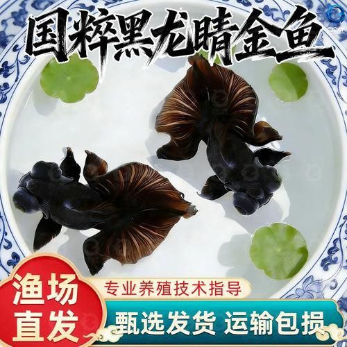 黑龍睛金魚的價(jià)格是多少，黑龍睛金魚的繁殖技巧如何辨別黑龍睛金魚的品相
