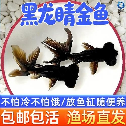 黑龍睛金魚的價(jià)格是多少，黑龍睛金魚的繁殖技巧如何辨別黑龍睛金魚的品相
