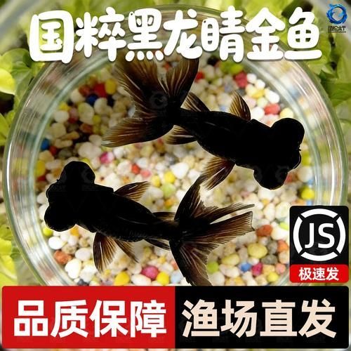 黑龍睛金魚的價(jià)格是多少，黑龍睛金魚的繁殖技巧如何辨別黑龍睛金魚的品相