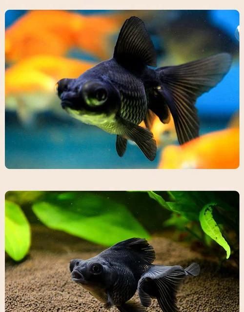 黑龍睛金魚的價(jià)格是多少，黑龍睛金魚的繁殖技巧如何辨別黑龍睛金魚的品相